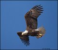 _1SB7679 american bald eagle